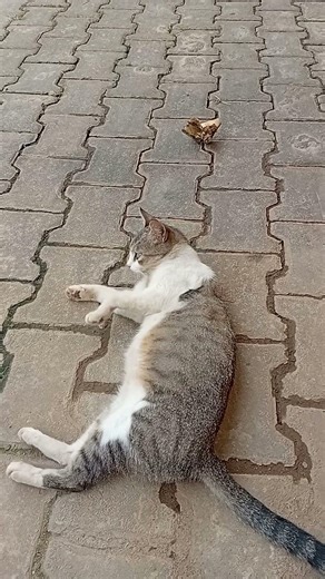 Mama All Alone 😿Big Belly, #kitten #catshorts