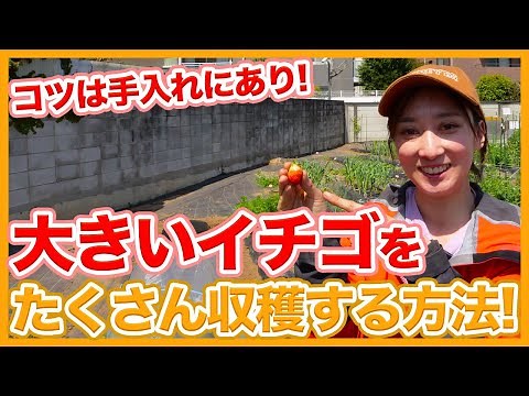 家庭菜園や農園のイチゴ栽培で大きなイチゴを沢山収穫する方法！4月お世話のコツとイチゴの育て方を徹底解説！【農家直伝】Tips for growing big strawberries.