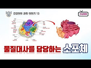 [소포체] 세포소기관ㅣ소포체ㅣ조면소포체ㅣ활면소포체ㅣ소포체는 물질대사를 담당하는 세포소기관이며 리보솜으로 덮힌 표면이 거친 조면소포체와 표면이 매끄러운 활면소포체로 구성되어 있다