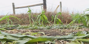 Summit Carbon Solutions surveyors damage farmer’s crops