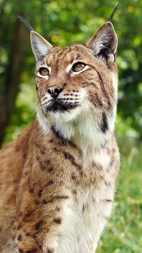 80K views · 5.6K reactions | Perfect Petra 李 #lynx #cat #eurasianlynx | The Big Cat Sanctuary | Facebook