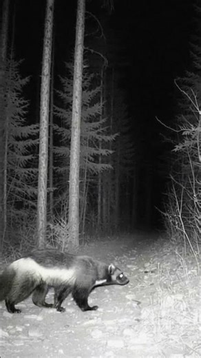 Even Bears Avoid Wolverines… Rare Trail Camera Footage