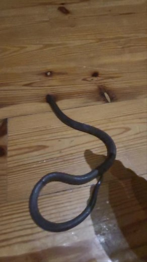 Stiletto Snake | Jeffrey Leibowitz | Facebook