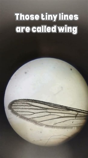 Mosquito Wing Under a Microscope | Incredible Close-Up You Can’t See With Your Eyes