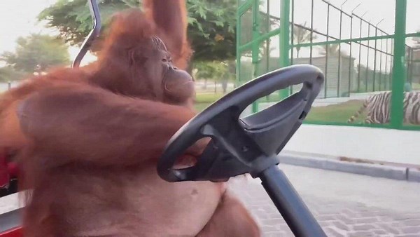 RamboTheOrangutan - Twitch