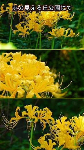 黄色い彼岸花