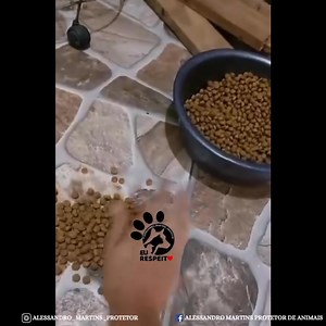 1.7K views · 71 reactions | Adoção Vídeo recebido de uma seguidora Telefone: (11) 97438-8515 Mauá - SP | Alessandro Martins | Facebook