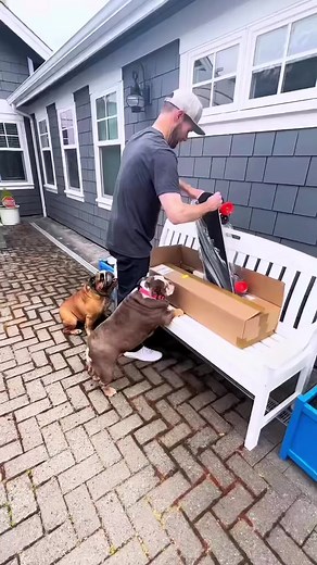 Chowder the Skateboarding English Bulldog | Cute Bulldog Video