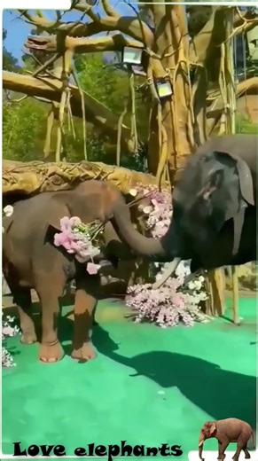 Elephants cute❤❤🐘🐘 #Animals #elephant #cuteelphant #wildlife | Nature Elephant