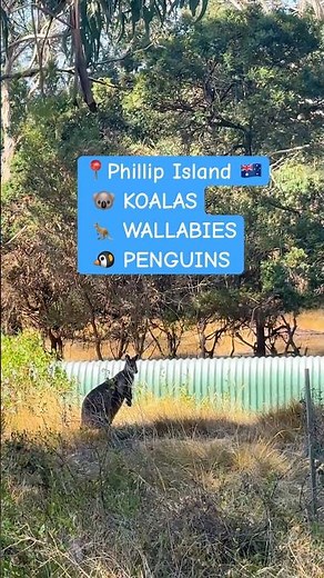 These animals are way cuter in person #PhillipIsland #Wildlife