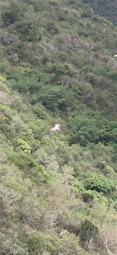 Take off and landing in gusty conditions. Monitoring Cape vultures at Oribi...definitely one of the best ways to spend a day! | African Raptor Centre