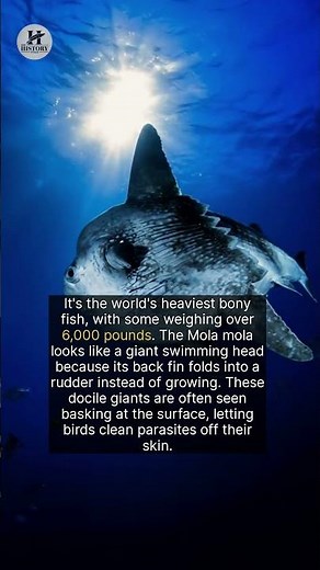 Why the 2.7-Ton Sunfish Basks Like a Floating Head