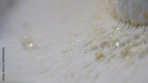 Macro close-up of the laminar hymenium of a wet wild mushroom