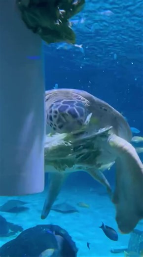 just a boy trying to eat some lettuce before he’s interrupted by an absolute menace 🐢🥬