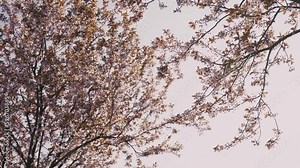Cherry branch with flowers in spring bloom. A beautiful Japanese tree branch with cherry blossoms. White. Spring Flowers. Cherry. Sakura. Background.