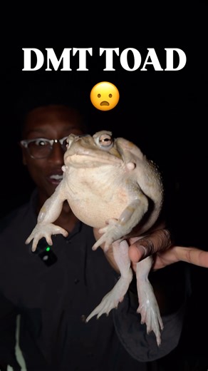 Coming across my first ever Sonoran Desert Toad (Incilius alvarius) in the midnight out in the desert was such a surprise! I’d really wanted to see this species on my trip out west, so finding one felt awesome! It’s really weird to see an amphibian so far from water and somewhere so dry, but they do just fine in the harsh arid desert conditions! Such a trippy animal! 😵‍💫🐸😵‍💫🐸😵‍💫🐸😵‍💫🐸😵‍💫🐸😵‍💫🐸😵‍💫🐸😵‍💫🐸😵‍💫🐸😵‍💫 #wildlife #nature #instagramreels #naturephotography #wildlif