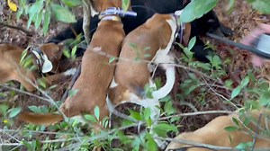 4M views · 4.2K reactions | I haven’t posted much action this first week but it’s been wide open | Briarwoods GunDogs | Facebook