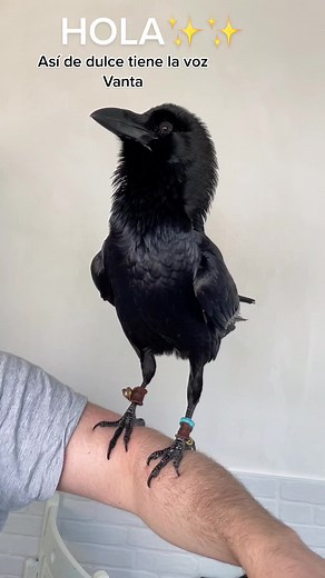 Así de dulce tiene la voz Vanta 😂😂😂😂😂 #raven #cuervo #fyp #parati | Raven