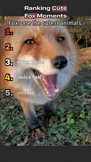 Top 5 Cute Fox Moments!