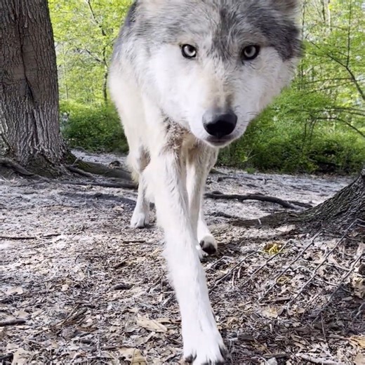 44K views · 3K reactions | Wolves have a natural sense of curiosity, but their curious nature comes second to their neophobia - a fear of anything new. Although the trail camera evoked his interest, Mexican gray wolf Joe Darling initially showed trepidation. Only after testing the cam did he grow bold enough to BOOP. | Wolf Conservation Center | Facebook