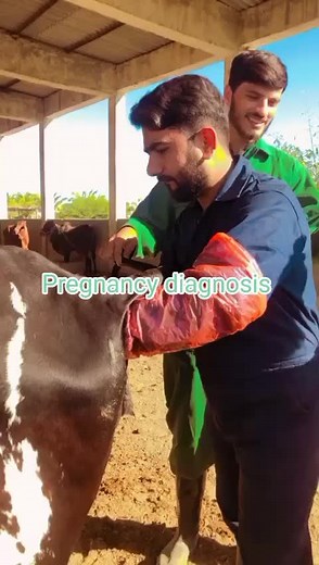 Understanding Pregnancy Diagnosis in Cattle