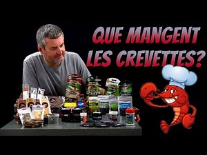 Quelles nourritures choisir pour vos crevettes ? (Floraquatic)