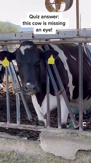 Eye Cancer in Cattle: Understanding the Surgical Procedure