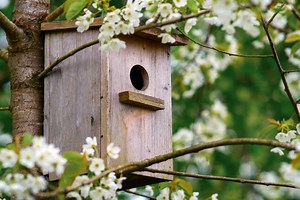 Voici où placer les nichoirs à mésanges au jardin