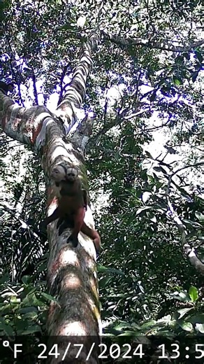 SPOTTED: White fronted Capuchin in Colombia El Silencio
