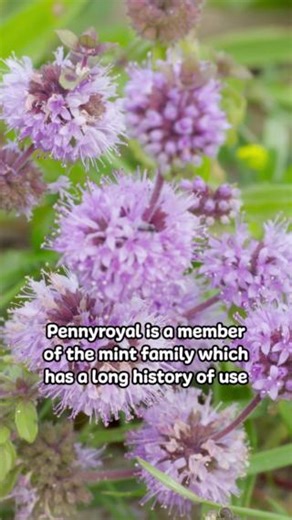 Pennyroyal safe for dogs and cats? 樂  Pennyroyal primarily serves as a natural insect deterrent in our topical sprays.  However concentrated oil form can pose a risk to pets if ingested or applied on its own.  This is because Pennyroyal contains pulegone, a compound toxic to the liver and nervous system. 喙 | NHV Natural Pet Products | Facebook