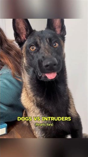 Dogs Vs Intruders| Results Vary #dogs #animals #shorts