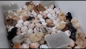 21 reactions | Desde Aguacatan Huehuetenango cliente nos comparte su experiencia en una de nuestras Incubadoras, gracias amigos por confiar en nuestra experiencia y equipo sigan haciendo sus pedidos mas info al WhatsApp 55250665 | INCUBADORAS Y AVES BAUMGART | Facebook