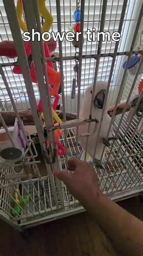Bandit the Cockatoo's Bath Time Antics