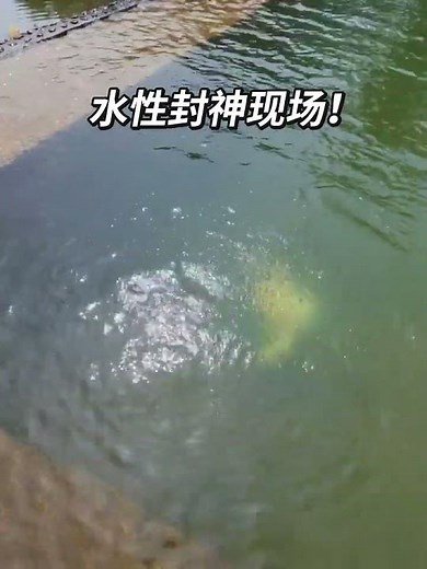 Daring Labrador Swims Like a Pro, Heart of a Champion
