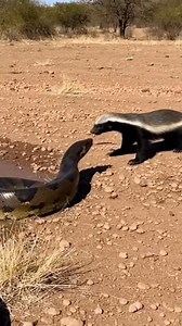 1.3M views · 18K reactions |  “This Badger Really Picked a Fight… With THAT Snake!” | From Forest | Facebook