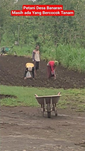 Petani Desa Banaran hari ini ‼️ #petani #desa #desabanaran #short #shorts #viral #fypシ゚