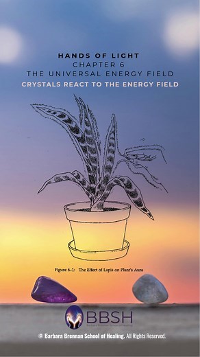 Barbara documented how crystals interact with the Universal Energy Field in relation to the auras of both plants and people. | Barbara Brennan School of Healing