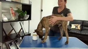 3.6K views · 74 reactions | PUPPY WEIGHTS Due to underweight adult dogs becoming normalised in some performance circles, we are now seeing underweight puppies. Puppies should always be grown lean but lean does not mean underweight, that is unhealthy and dangerous. Here I use puppies Ginger and Shane who are 2 different body types to explain what is a good weight for a puppy. | The Balanced Canine Sydney | Facebook