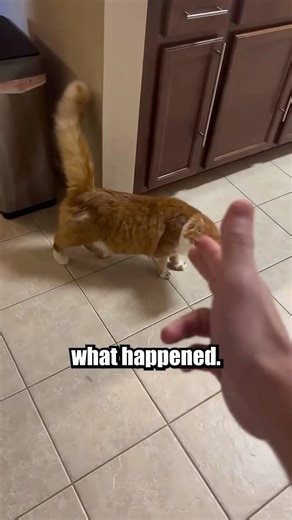 This Cat Deserves an Oscar 🎬🐱