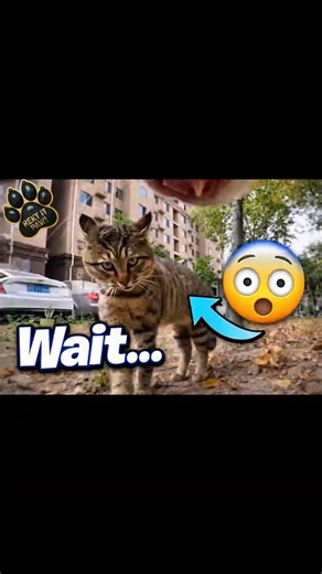 These 4 Cats Go on Crazy Adventures… #1 Is Total Chaos! #FunnyAnimals #CutePets #Shorts