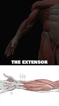 COMPLETE anatomy of the arm for artists 🦾 #howtodraw #anatomylecture #ytartschool