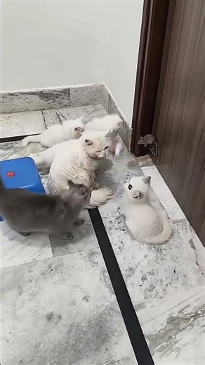 scary mouse in between many cats