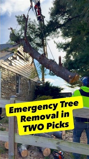 Tree Crashes Through Roof - Removed in Just 2 Crane Picks