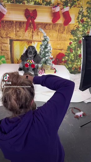 Festive Christmas Dog in Santa Hat and Scarf