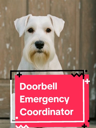 Miniature schnauzers often react strongly to doorbells because their breed instinct prioritizes alerting humans when someone approaches the home. #MiniatureSchnauzer #SchnauzerBehavior #DogPsychology #PetEducation #DogOwners