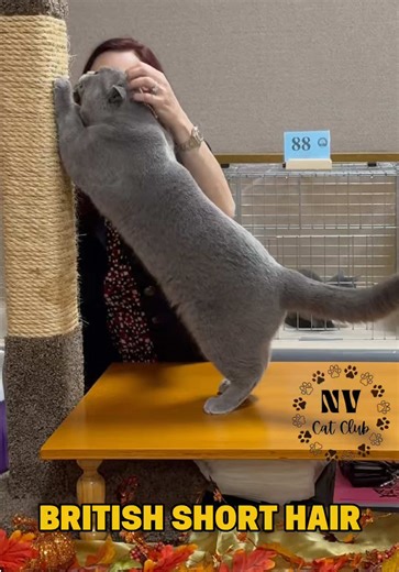 Explore the British Shorthair Breed at Cat Shows