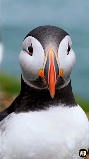 Puffin Carrying Too Many Fish?! 🐦😱 | Unreal Nature Moment (4K) #penguin #birds #nature