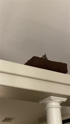 Shes napping you can see her twitch 🤣 #milkshakes #catsoftiktok