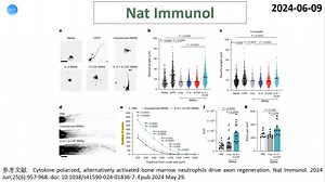 Nat Immunol—神经修复重磅突破：IL-4和G-CSF极化的骨髓中性粒细胞具有驱动轴突再生的能力