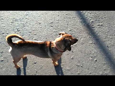 Cat attacks little dog and trying to eat him!!!...